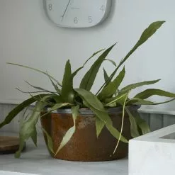 House Doctor Whai Bloempot - Mosterd 8 House Doctor Whai Bloempot - Mosterd -Goedkope Behang Winkel house doctor whai bloempot mosterd 1