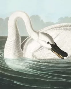 KEK Amsterdam Behangpaneel Trumpeter Swan