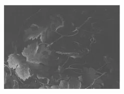 KEK Amsterdam Black & White Flowers Behang 11 KEK Amsterdam Black & White Flowers Behang -Goedkope Behang Winkel kek amsterdam black white flowers behang 9