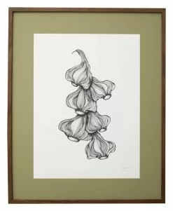 Nordal Garlic Illustration - Donker Eiken